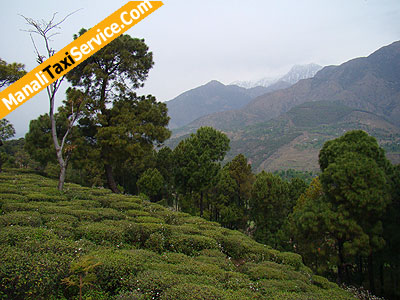 palampur Tea Gardens, Tea Gardens of Palampur, Palampur Sightseeing