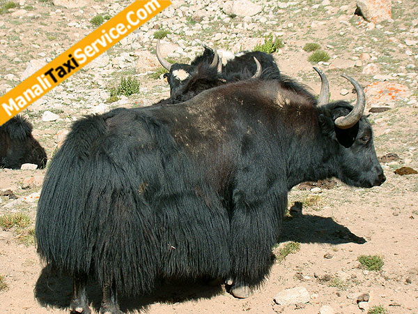 Domesticated Yaks on Way to Pangong Lake, nature and wildlife in Leh